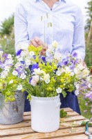Woman arranging a bouquet of flowers containing Gypsophila elegans 'Covent Garden', Alchemilla mollis, Lathyrus 'Blue Ripple' and 'High Scent' and Briza maxima