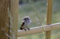 A goldfinch fledgling on a trellis. Selective focus. Summer. June. 