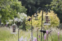 A variety of bird feeders and bird baths in an informal country garden. A variety of trees are in the background. Great tits and a blue tit are on the feeders. Summer. June. 