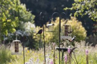 A selection of bird feeders in the middle of a mixed border in an informal, country, cottage style garden. A greater spotted woodpecker feeds on one of the bird feeders. Summer. June. 