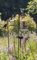 A selection of bird feeders in the middle of a mixed border in an informal, country, cottage style garden. A greater spotted woodpecker sits on top of a feeder stand. Summer. June. 