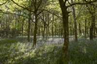 Bluebells grow in a young broadleaved Dartmoor woodland garden. 