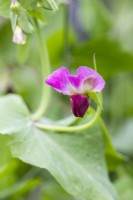 Pea 'Purple Podded' Flower