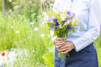 Woman holding a bouquet of flowers containing Gypsophila elegans 'Covent Garden', Alchemilla mollis, Lathyrus 'Blue Ripple' and 'High Scent' and Briza maxima