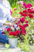 Woman picking Dianthus barbatus 'Messenger'