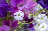 Bouquet of flowers containing Lathyrus 'Midnight Blues' and Gypsophila elegans 'Covent Garden'