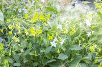 Nicotiana 'Lime Green' and Hordeum jubatum - Foxtail Barley mixed planting