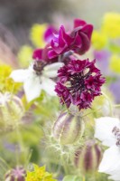 Bouquet of flowers containing Nigella hispanica white, Nigella damascena seed pods, Centaurea 'Black Ball', Bupleurum griffithii - Hare's Ear, Hordeum jubatum - Foxtail Barley and Lathyrus 'Beaujolais'