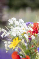 Wildflower bouquet containing Silene vulgaris - Bladder Campion, Ammi majus, Gelbionis segetum - Corn Marigold, and Papaver rhoeas - Common Poppy