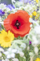 Wildflower bouquet containing Silene vulgaris - Bladder Campion,  Gelbionis segetum - Corn Marigold, Borage White, Ammi majus and Papaver rhoeas - Common Poppy