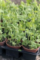Pisium - tall growing peas which are developing too fast in the spring have been cut back to encourage branching