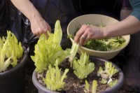 Gardener harvesting shoots of forced Chicory - Cichorium intybus 'Witloof' for a salad using a sharp knife