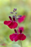 Salvia Royal Velours