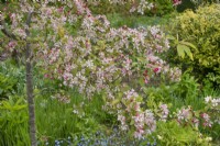 Malus floribunda at Barnsdale Gardens, April