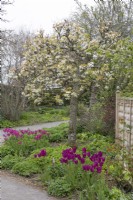 Pyrus pyrifolia with underplanting of Tulipa 'Purple Dream' at Barnsdale Gardens, April