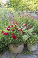 Terracotta containers of Red and scented leaved pelargoniums on terrace 