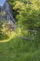 Rustic wooden bench in small meadow with Leucanthemum vulgare; pink roses and wooden outbuilding