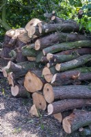 Pile of logs saved from recent tree felling - Open Gardens Day, Wingfield, Suffolk