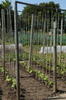 Phaseolus coccineus - Runner Bean plants with single rows of canes for support