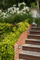Steps leading up to planted urn and row of Rosa 'Iceberg' and Lavandula with Hydrangea petiolaris on wall - Garden Festival Day, Fressingfield, Suffolk