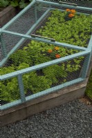 Protective cage over raised bed of Lettuces, with added French Marigolds to deter pests - Garden Festival Day, Fressingfield, Suffolk