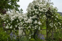 Rosa 'Rambling Rector' on arch and trellis fence - Garden Festival Day, Fressingfield, Suffolk