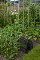 Small vegetable plot containing Runner Beans, Dwarf French Beans, Broad Beans and Peas under protective netting - Garden Festival Day, Fressingfield, Suffolk