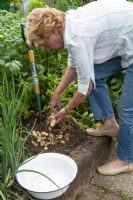 Woman digging up a root of potatoes in raised bed