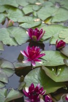 Nymphaea 'Red paradise' water lily