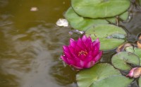 Nymphaea 'James Brydon' water lily