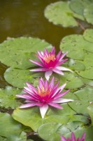 Nymphaea 'Newton' water lily