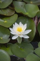 Nymphaea 'Jasmin' water lily