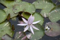 Nymphaea 'Arc en ciel' water lily