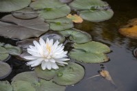Nymphaea 'Gloire du Temple-sur-Lot' water lily
