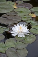 Nymphaea 'Gloire du Temple-sur-Lot' water lily