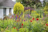 South House Garden beds featuring dahlias, aconitum, rudbeckia, verbascum, Irish yew etc