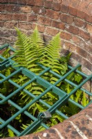 Fern growing through protective grille at top of old well - Garden Festival Day, Fressingfield, Suffolk