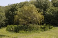 A willow tree grows in the centre of a pond with marginal, wetland loving plants surrounding it and woodland behind. 