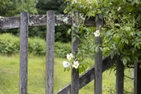 A rustic, wooden gate with field and trees beyond. A rose scrambles over the side of the gate. Summer. June. 