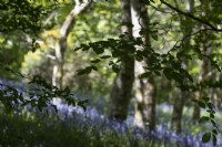 Beech leaves in foreground with bluebells, Hyacinthoides non-scripta, and woodland in background. Dartmoor garden. Selective focus. Spring. May.