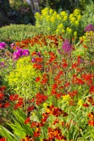 Hot colours in South Garden perennial border including crocosmia and helenium
