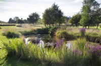 Lythrum on bank of pond