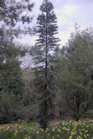Woolemia nobilis - Wollemi pine planted 2007 photo 2022 in Devon UK