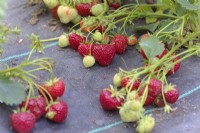 Fragaria x ananassa 'Pegasus' Strawberry - first year plants growing through a mypex ground cover sheet