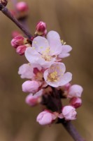 Prunus armeniaca 'Tross Orange' - Apricot flower