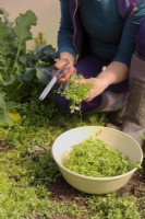 Stellaria media - gardener harvesting common chickweed to add to a mixed spring salad