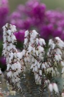 Late flowering winter heather Erica carnea 'Weisse March Seedling'