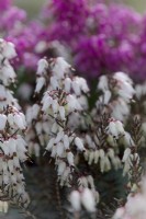 Late flowering winter heathers with Erica carnea 'Weisse March Seedling'