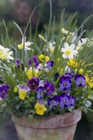 Narcissus 'Sailboat' with Violas in a clay terracotta pot in late March