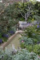 A walled courtyard inspired by the warm tones and sculptural planting of the Mediterranean. Olive and fig trees; grey-leaved artemisia, cistus, cardoon, iris, herbs and Melanoselinum decipiens, giant black parsley.